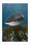 Tiger Shark in the Bahamas by Anonymous