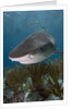 Tiger Shark in the Bahamas by Anonymous