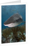 Tiger Shark in the Bahamas by Anonymous