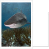 Tiger Shark in the Bahamas by Anonymous