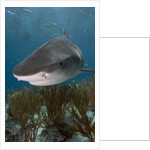 Tiger Shark in the Bahamas by Anonymous