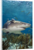 Lemon Shark in the Bahamas by Anonymous