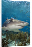 Lemon Shark in the Bahamas by Anonymous