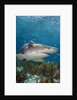 Lemon Shark in the Bahamas by Anonymous