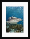 Lemon Shark in the Bahamas by Anonymous
