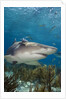 Lemon Shark in the Bahamas by Anonymous