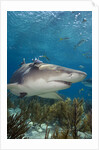Lemon Shark in the Bahamas by Anonymous