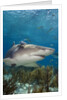 Lemon Shark in the Bahamas by Anonymous