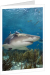 Lemon Shark in the Bahamas by Anonymous