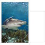 Lemon Shark in the Bahamas by Anonymous
