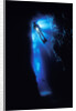 Scuba Diver in Reef Crevice by Anonymous