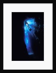 Scuba Diver in Reef Crevice by Anonymous