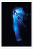 Scuba Diver in Reef Crevice by Anonymous