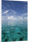 Calm Ocean Water in the Bahamas by Anonymous