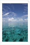 Calm Ocean Water in the Bahamas by Anonymous