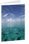 Calm Ocean Water in the Bahamas by Anonymous