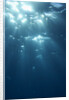 Sunbeams From Underwater by Anonymous