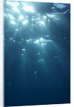 Sunbeams From Underwater by Anonymous