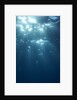 Sunbeams From Underwater by Anonymous