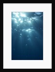 Sunbeams From Underwater by Anonymous