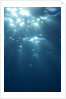 Sunbeams From Underwater by Anonymous