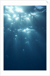 Sunbeams From Underwater by Anonymous