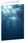 Sunbeams From Underwater by Anonymous