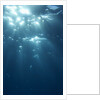 Sunbeams From Underwater by Anonymous