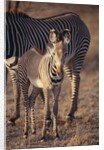Baby Zebra by Anonymous