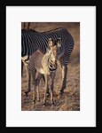 Baby Zebra by Anonymous