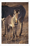 Baby Zebra by Anonymous
