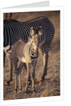 Baby Zebra by Anonymous