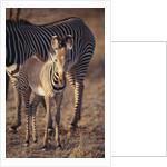 Baby Zebra by Anonymous