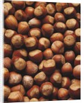 Hazelnuts in Shells by Anonymous