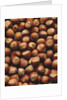 Hazelnuts in Shells by Anonymous
