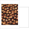 Hazelnuts in Shells by Anonymous