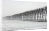 Dike with Cottonwoods in Winter by Anonymous