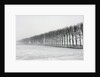 Dike with Cottonwoods in Winter by Anonymous