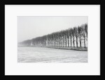 Dike with Cottonwoods in Winter by Anonymous