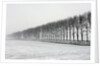 Dike with Cottonwoods in Winter by Anonymous