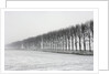 Dike with Cottonwoods in Winter by Anonymous