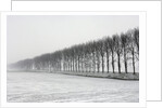 Dike with Cottonwoods in Winter by Anonymous