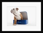 English Bulldog Puppy Sitting in a Lunch Box by Anonymous
