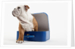 English Bulldog Puppy Sitting in a Lunch Box by Anonymous