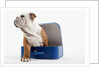 English Bulldog Puppy Sitting in a Lunch Box by Anonymous