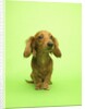 Long-haired Dachshund by Anonymous