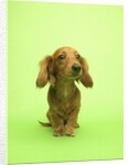 Long-haired Dachshund by Anonymous