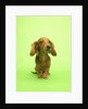 Long-haired Dachshund by Anonymous
