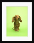 Long-haired Dachshund by Anonymous