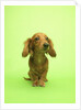Long-haired Dachshund by Anonymous